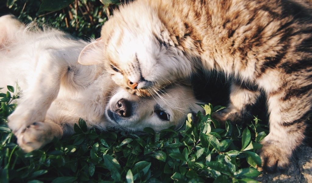 子猫と子犬