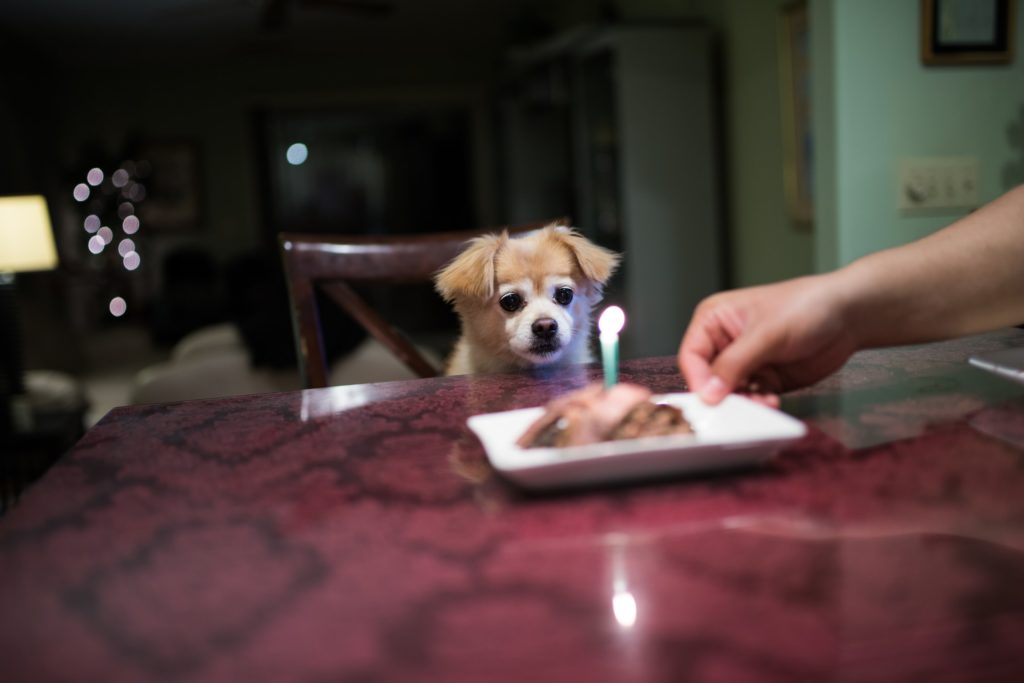 蝋燭を見つめる犬